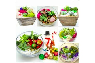 Plant Nite: Pick a Garden Box or Glass Terrarium 18+